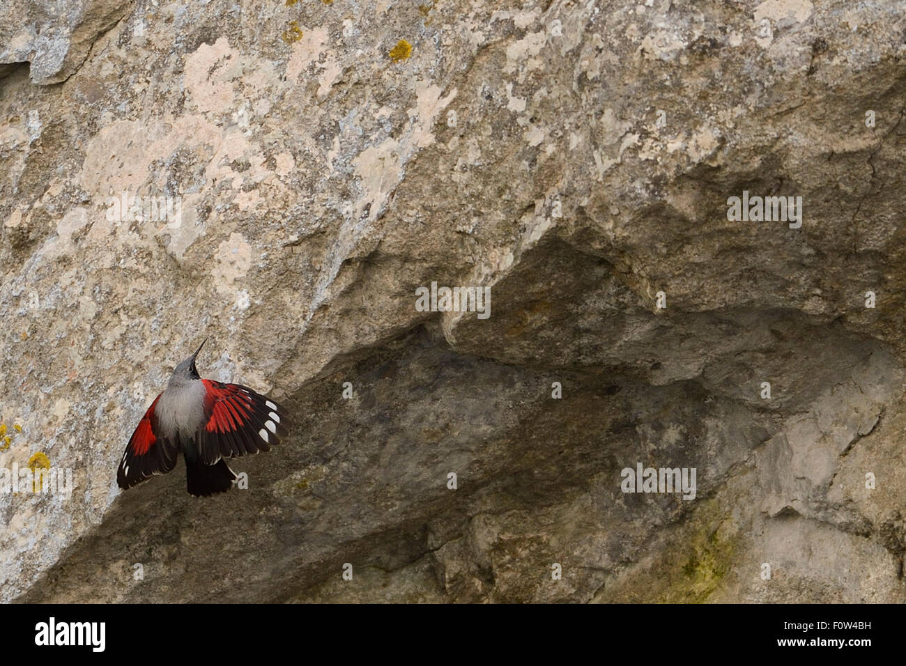 Wallcreeper (Tichodroma muraria) Trigrad Gorge, Western Rhodope Mountains, Bulgaria, May 2013. Stock Photo