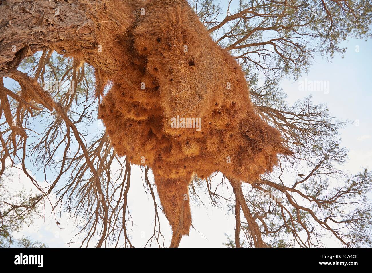 Bird nest, Namib Naukluft National Park, Africa Stock Photo