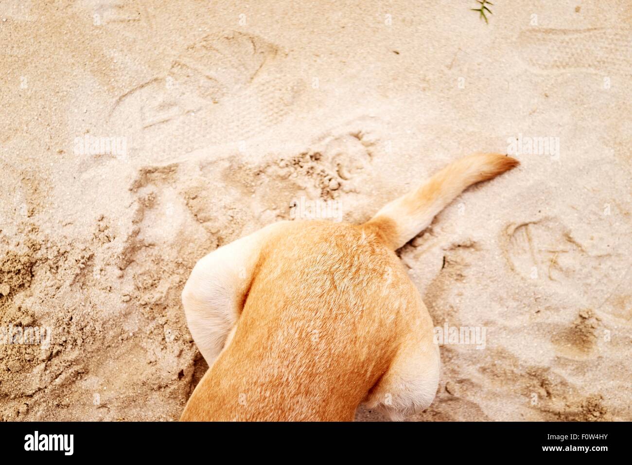 Partially obscured dog on sand Stock Photo