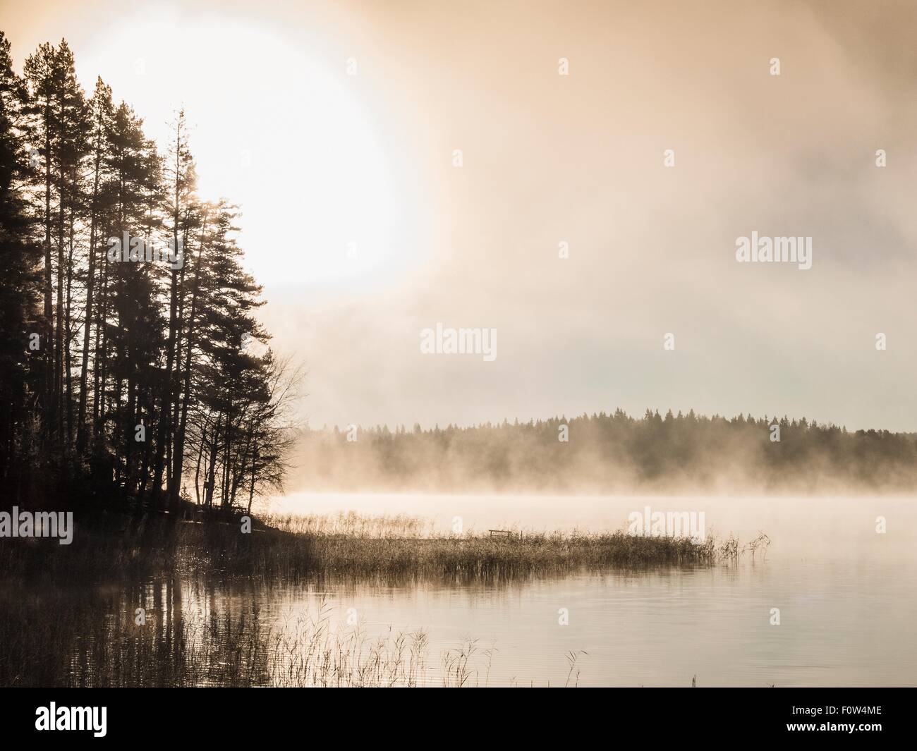 Silhouetted trees on misty lakeside at sunrise, Orivesi, Finland Stock Photo