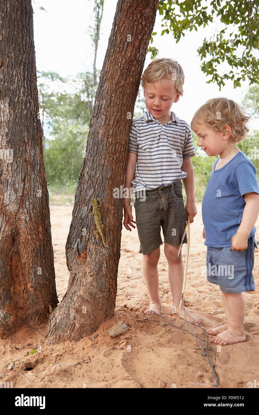 Two young boys watching chameleon climb tree Stock Photo