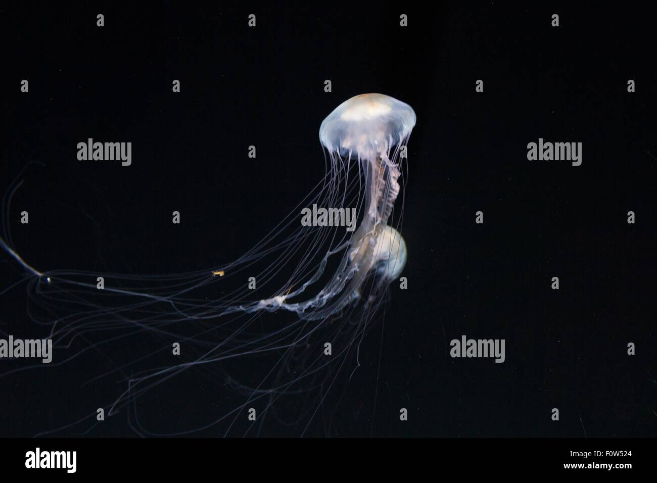 Dark underwater view of glowing jellyfish floating in ocean Stock Photo ...