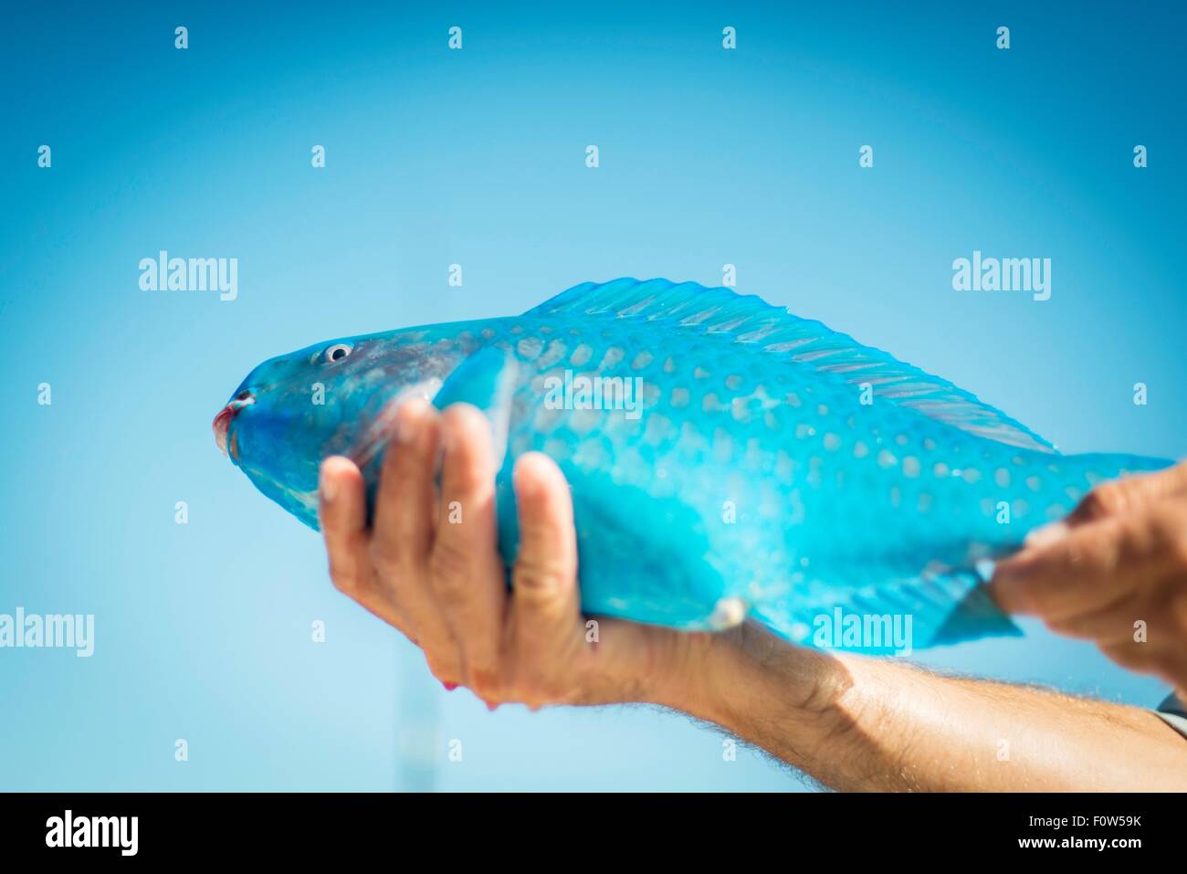 Male hand holding turquoise parrot fish, Islamorada, Florida, USA Stock Photo