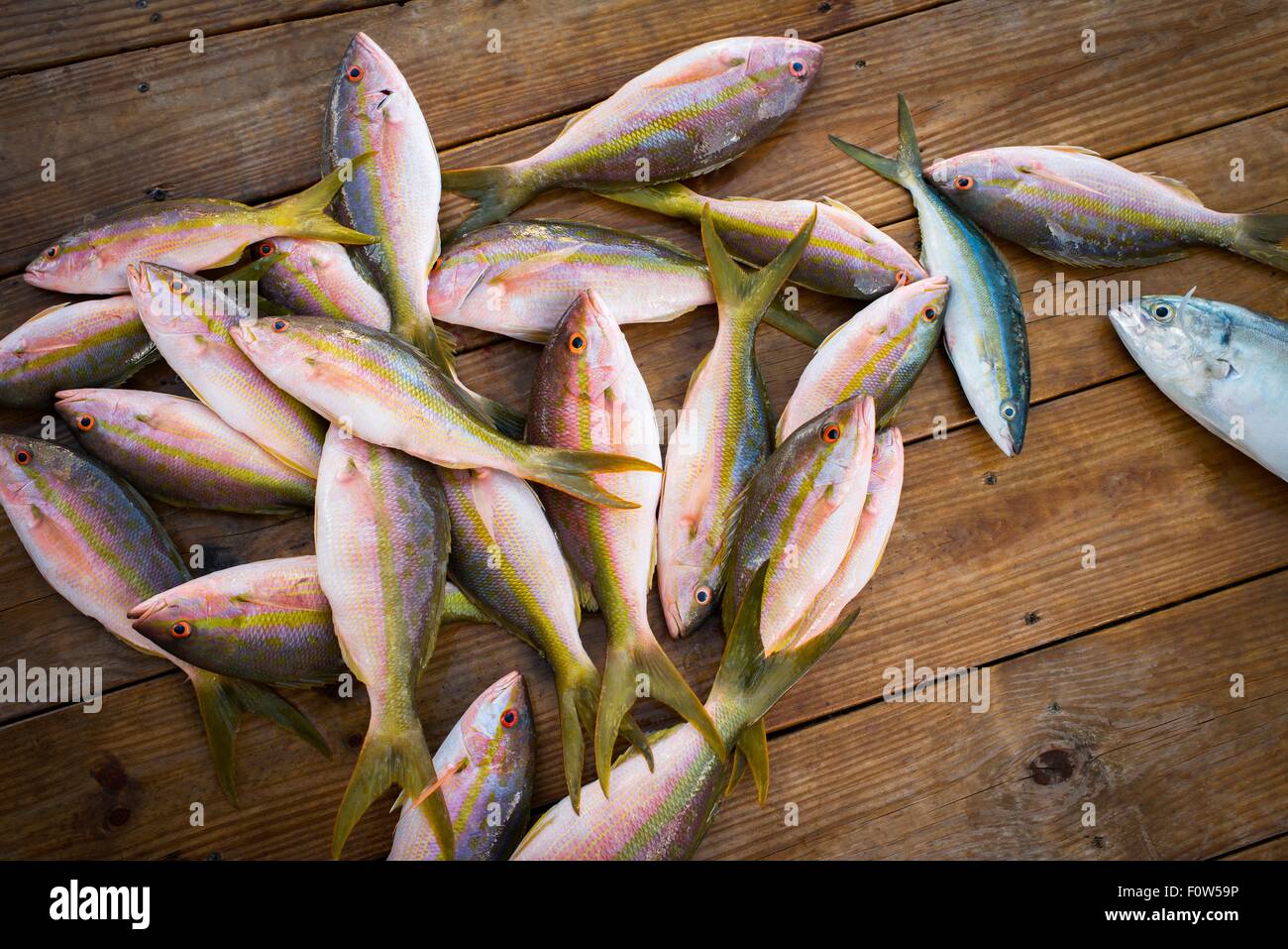 Caught snappers and yellowtail fish on wooden pier, Islamorada, Florida, USA Stock Photo