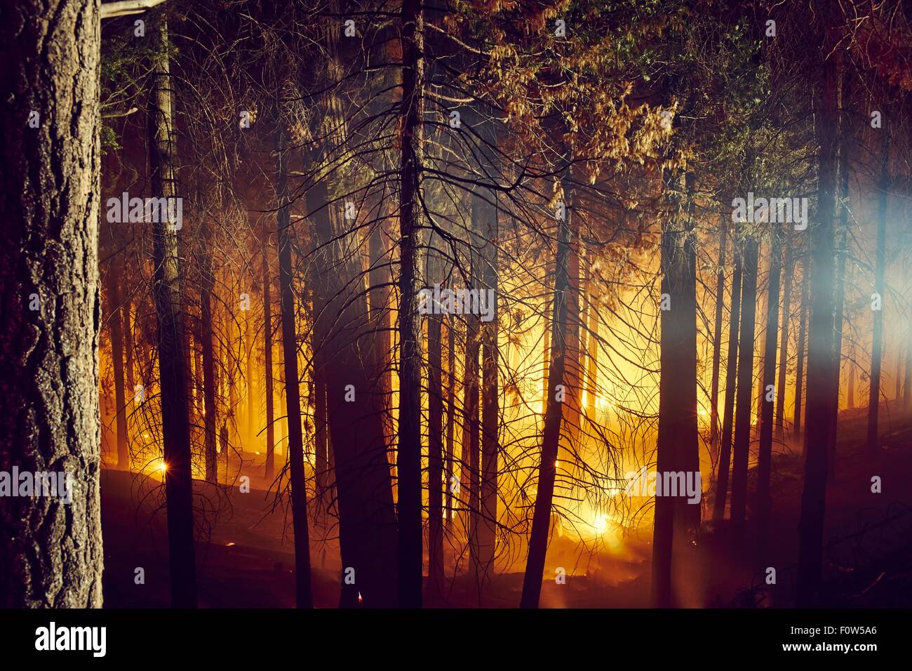 Forest fire, Yosemite National Park, California, USA Stock Photo