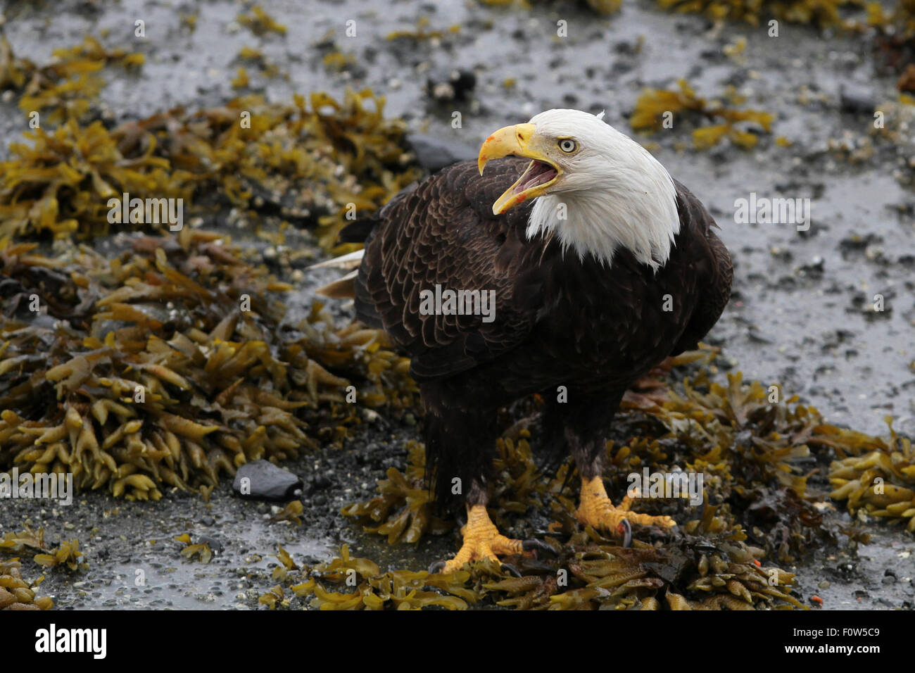 Bald Eagle feeding on salmon at the Petersburg ferry port, Alaska Stock Photo