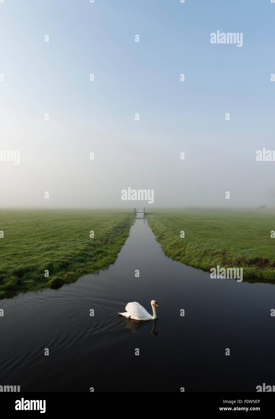 Swan on polder or dyke, Waarder, South Holland, Netherlands Stock Photo