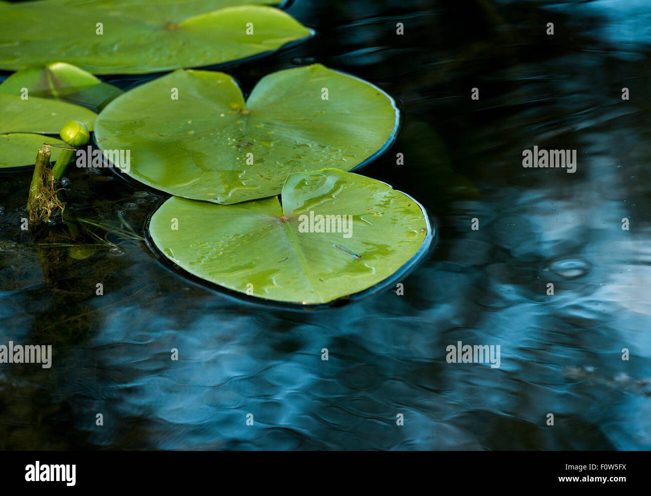 Yellow waterlily (Nuphar lutea) lily pads, Danube Delta, Romania. Stock Photo