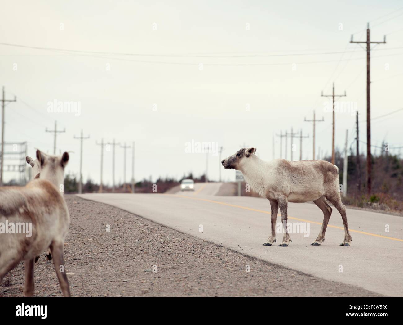 Reindeer on rural road with car approaching, Fogo Island, Newfoundland, Canada Stock Photo