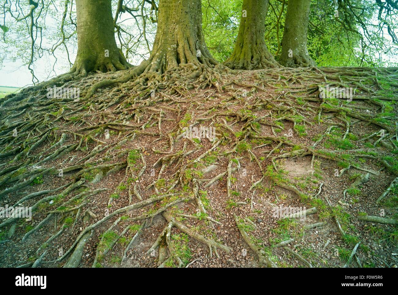 View of tree roots and trees on hill Stock Photo