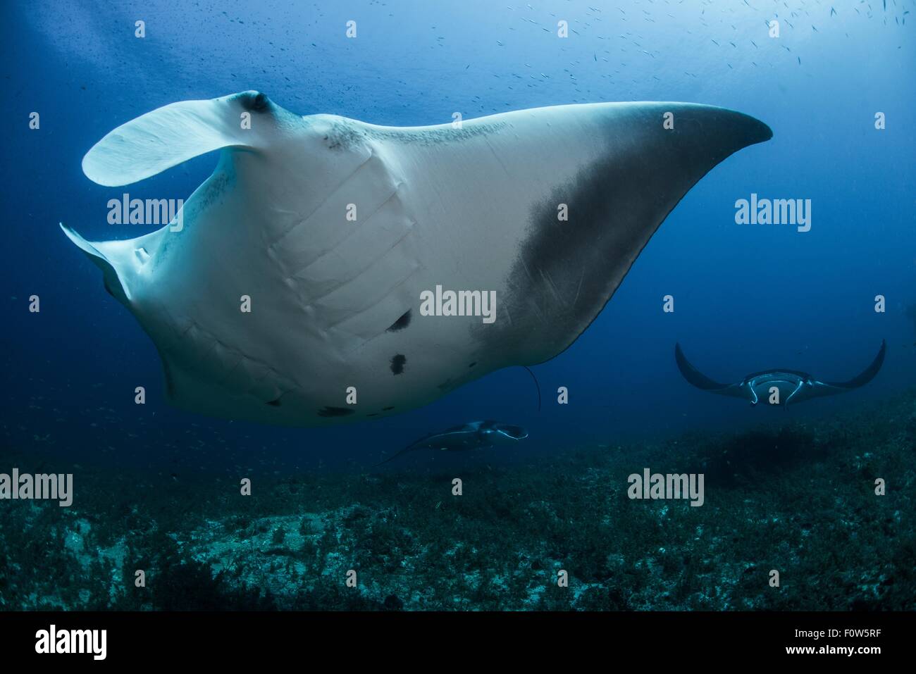 Giant mantas (manta birostris) congregate to be cleaned from parasites by small labrid fish, Cabo Catoche, Quintana Roo, Mexico Stock Photo