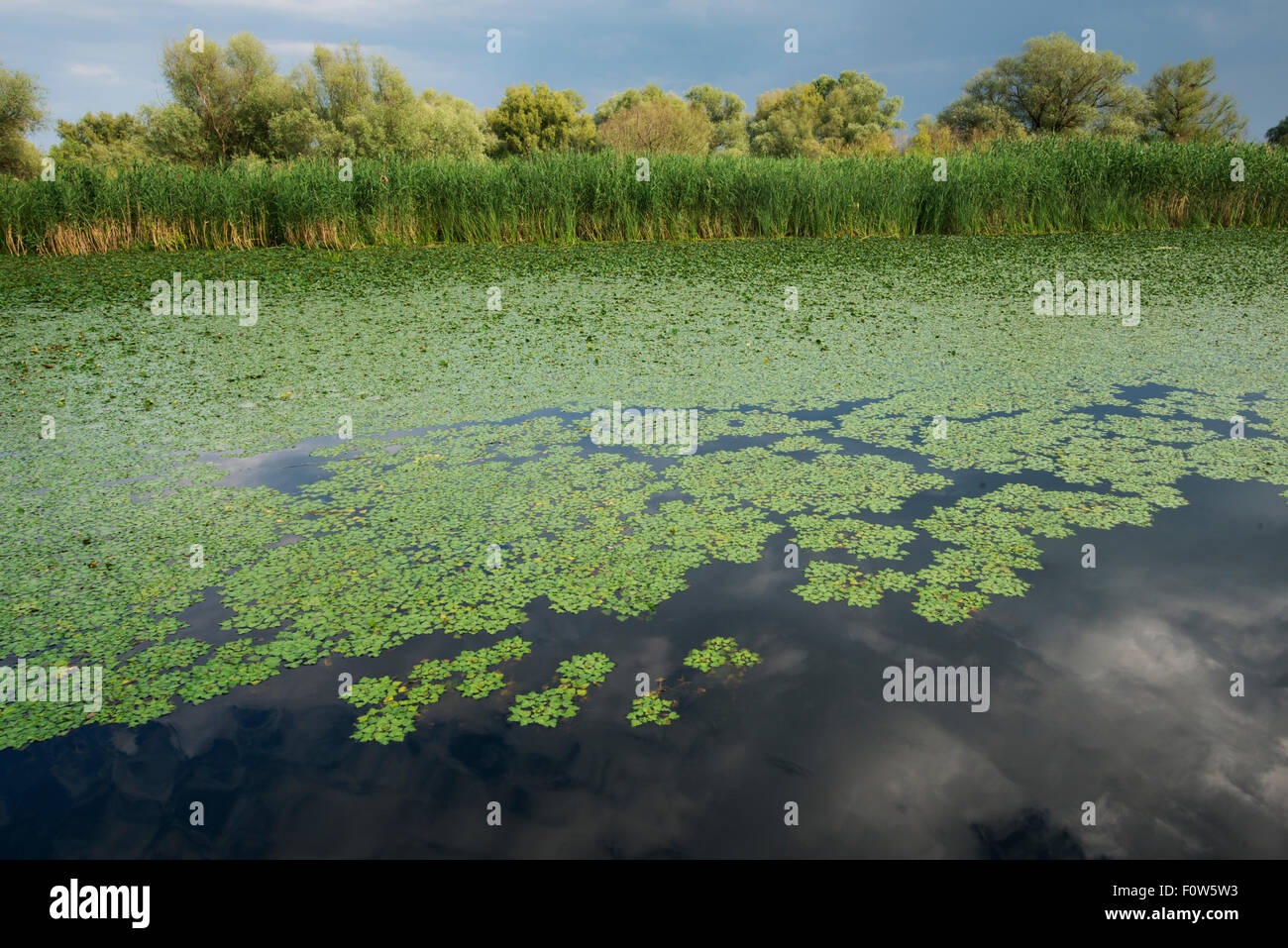Water chestnut (Trapa natans) growing on waters surface, Danube Delta, Romania, June. Stock Photo