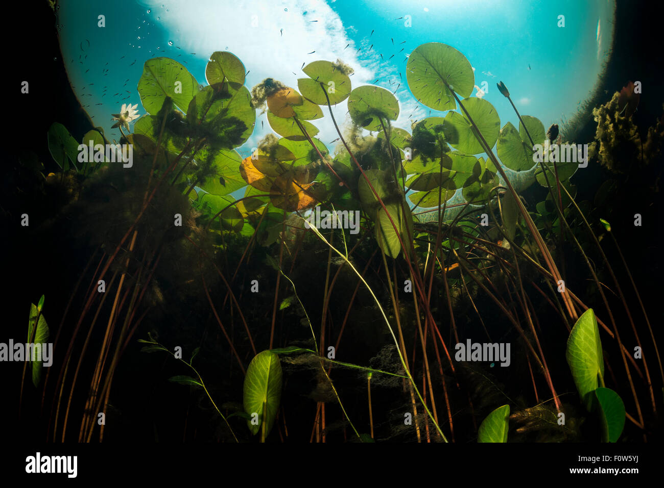European white waterlilies (Nymphaea alba) viewed from underwater in a tributary of Danube Delta, Romania, June. Stock Photo