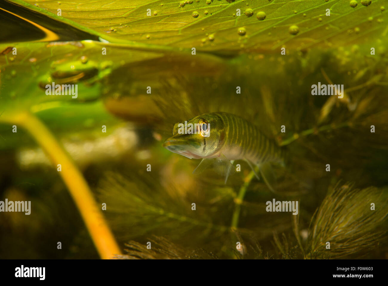Northern pike (Esox lucius) hiding in the shadow of water lily leaves, Danube Delta, Romania, June. Stock Photo