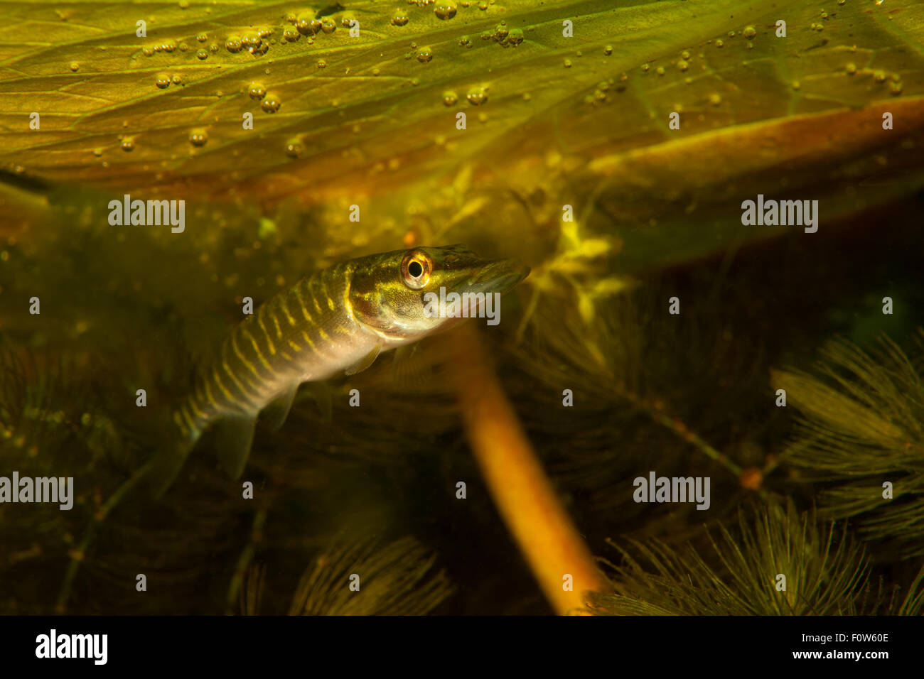 Northern pike (Esox lucius) hiding in the shadow of water lily leaves, Danube Delta, Romania, June. Stock Photo