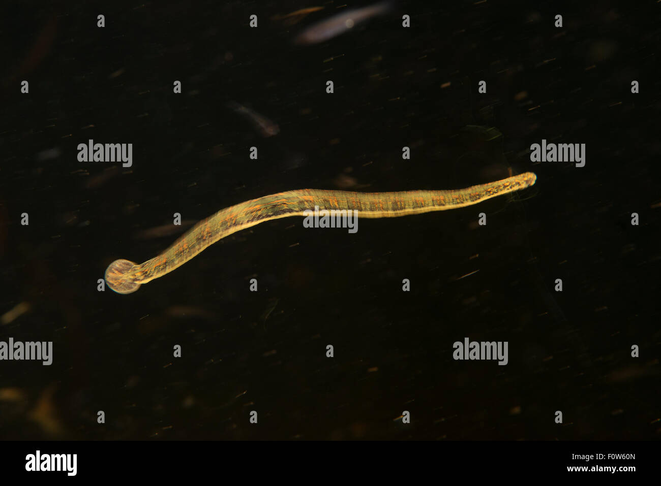Leech possibly Medicinal leech (Hirudo medicinalis) swimming, Danube Delta, Romania, June. Stock Photo