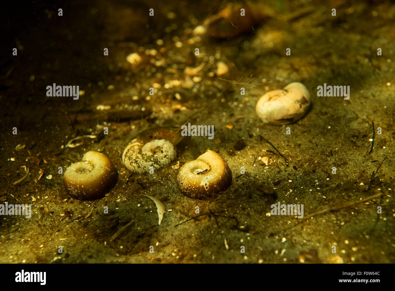 Empty Great ram's horn snail (Planorbarius corneus) shells laying on riverbed of a small tributary to Danube Delta, Romania, June. Stock Photo