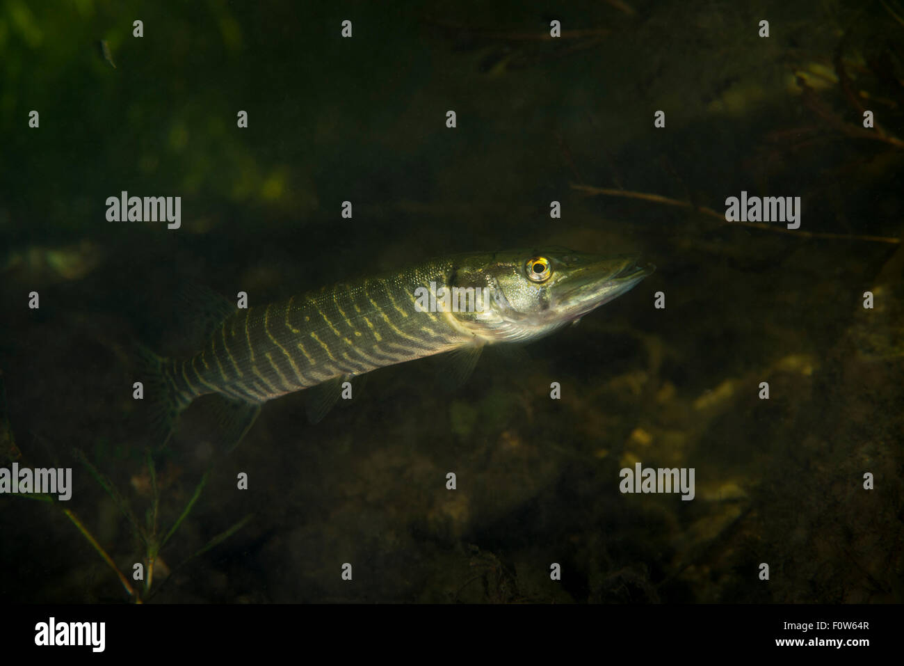 Northern pike (Esox lucius) in tributary of Old Danube, Danube Delta, Romania, June. Stock Photo