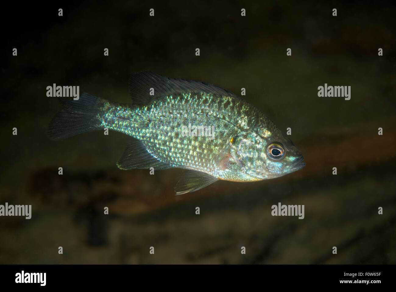 Pumpkinseed sunfish (Lepomis gibbosus) invasive species, Danube Delta