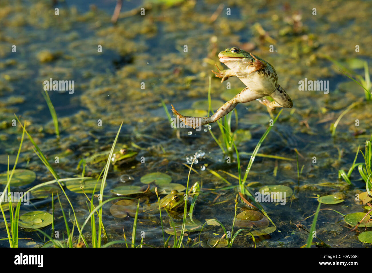Marsh frog (Pelophylax ridibundus) jumping, Danube Delta, Romania, June. Stock Photo