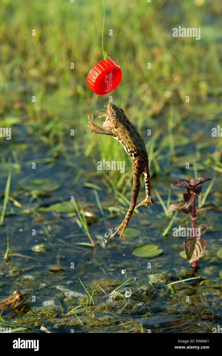 Marsh frog (Pelophylax ridibundus) jumping after plastic bottle lid, Danube Delta, Romania, June. Stock Photo