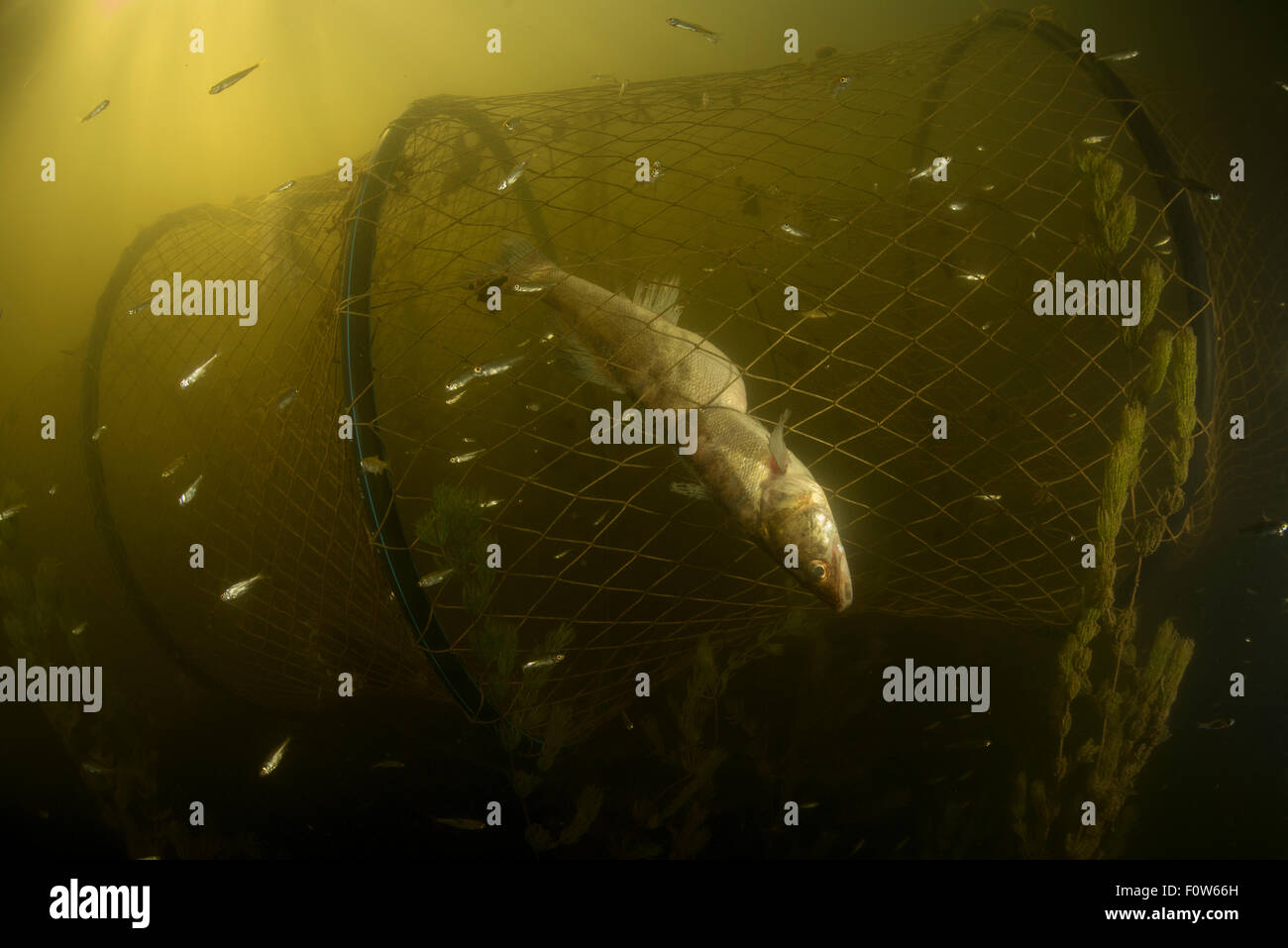 Pike-perch fish (Sander / Stizostedion lucioperca) caught in traditional fyke net, Danube Delta, Romania, June. Stock Photo
