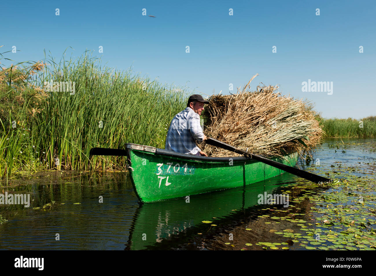 Romanian farmer harvesting Reeds (Phragmites communis) Danube Delta Rewilding Area, Romania, June 2013. Stock Photo