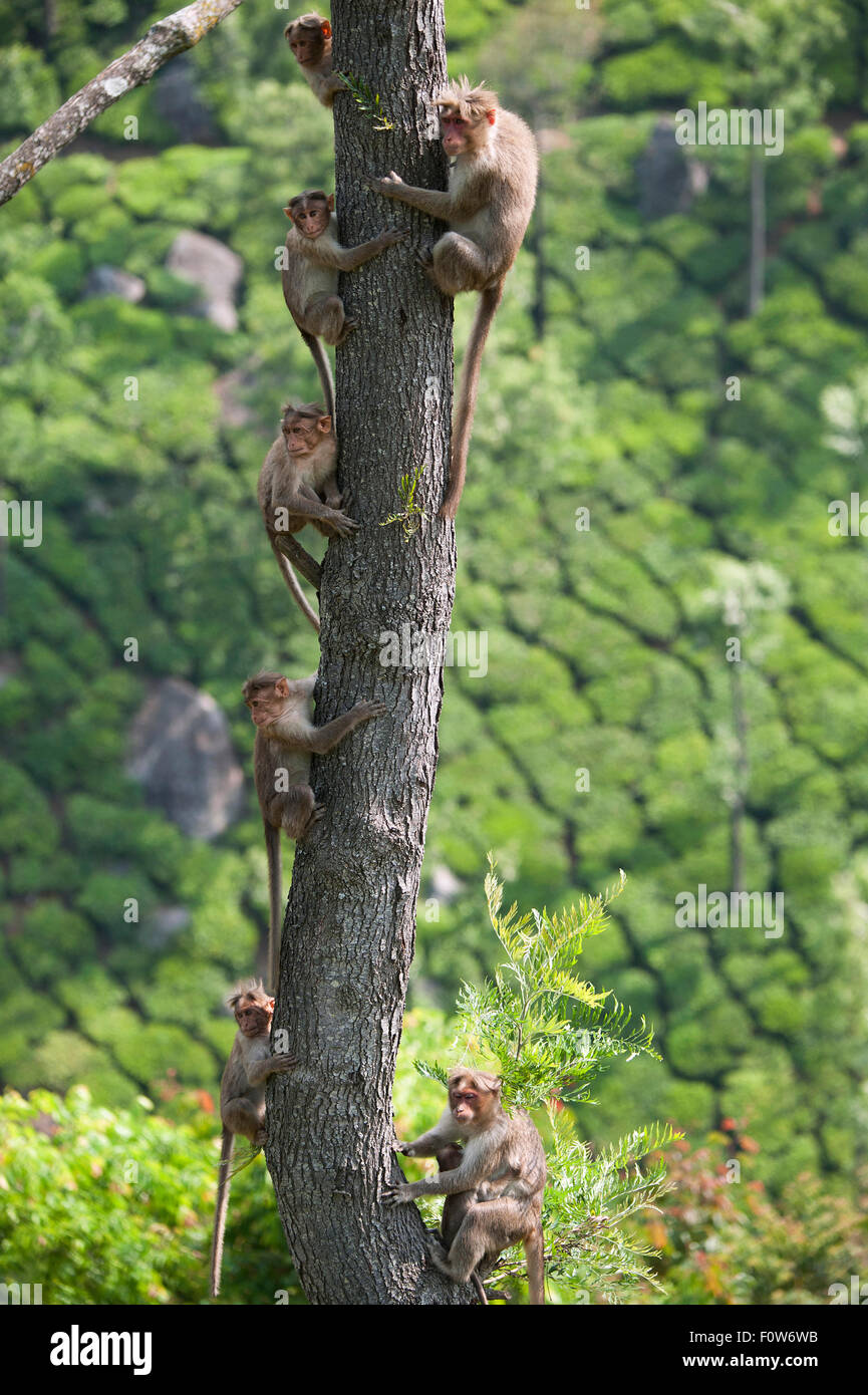 The image of Bonnet Macaque was shot in Coonoor-India Stock Photo