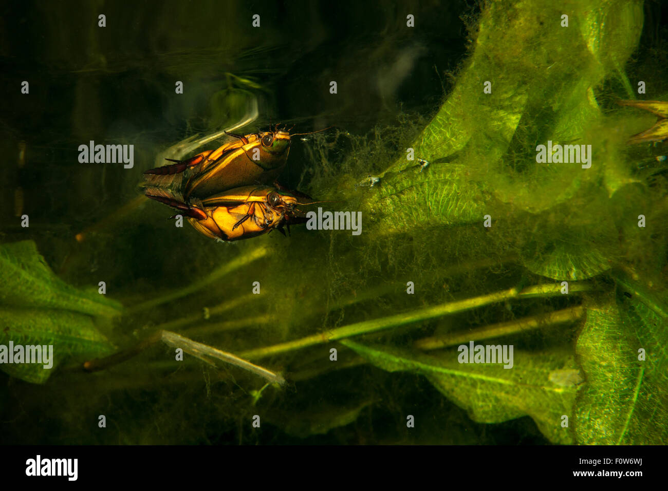 Water beetle (Dytiscidae) swimming just under the surface at night