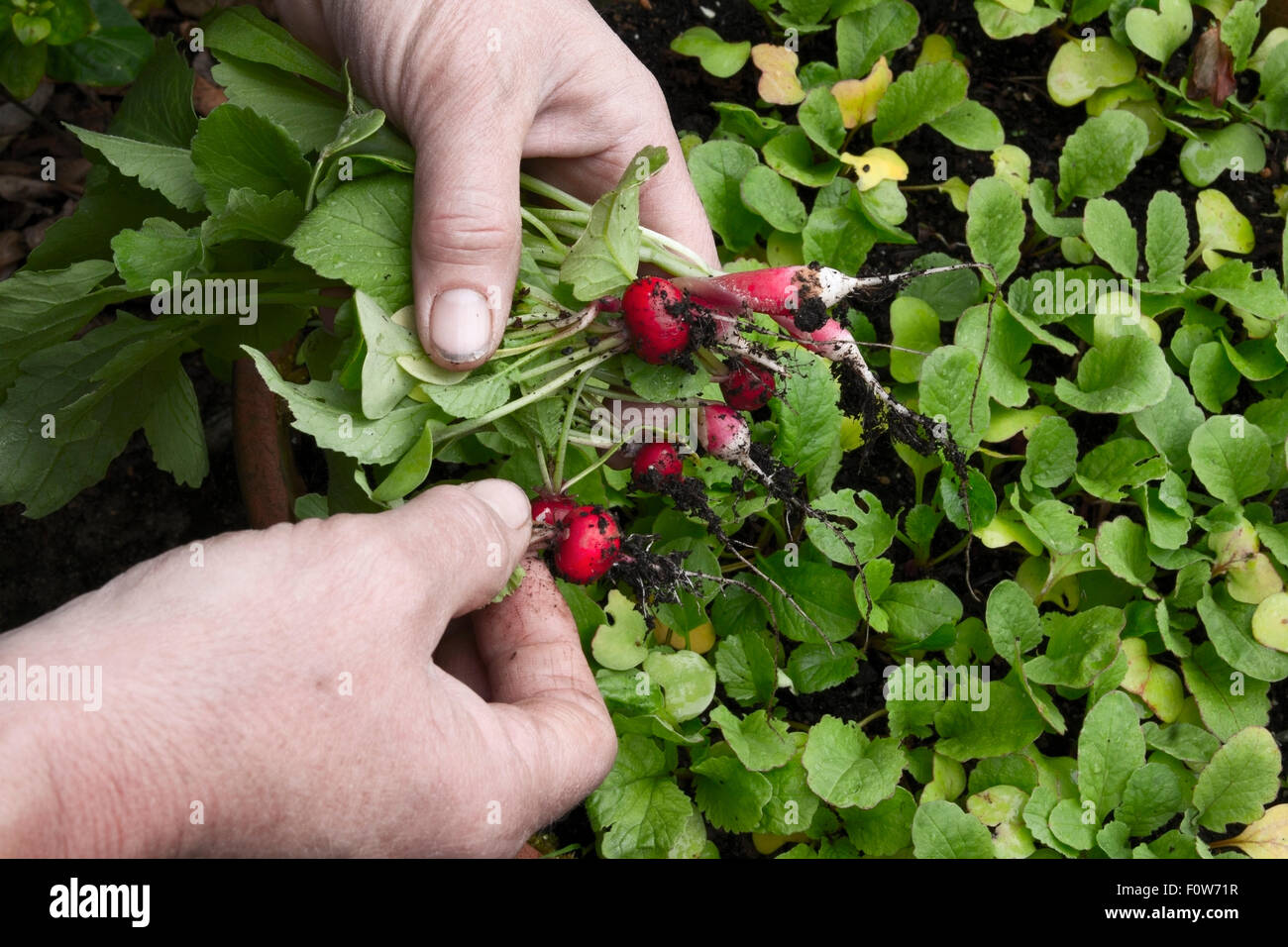 Harvesting radish Stock Photo
