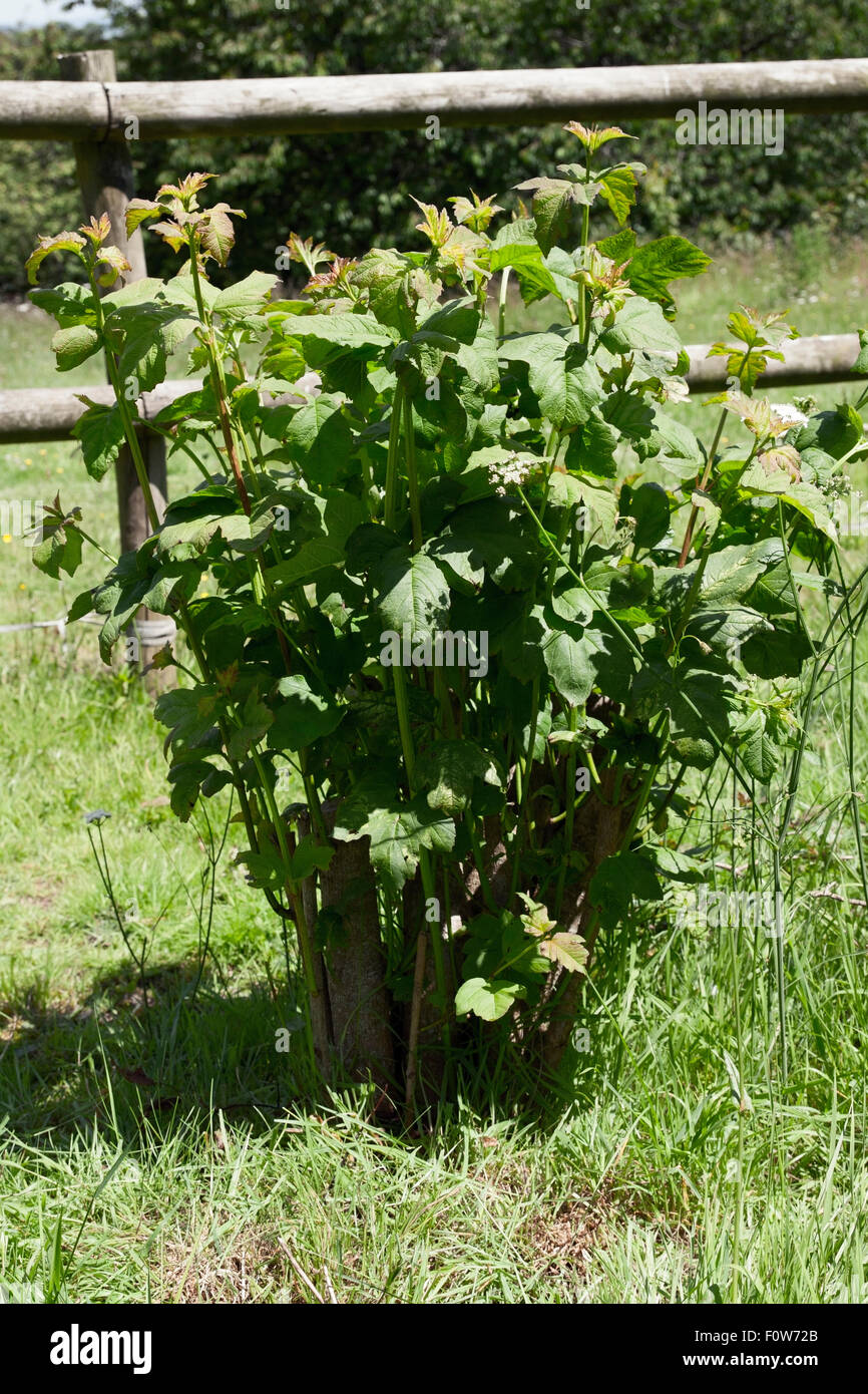 Regenerative growth of a Viburnum opulus 'Sterile' after a hard prune