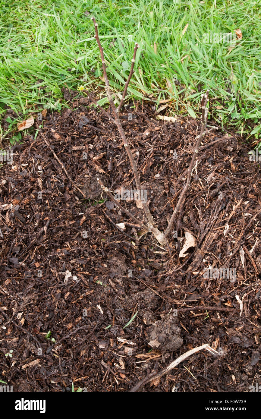 Composted bark mulch hires stock photography and images Alamy