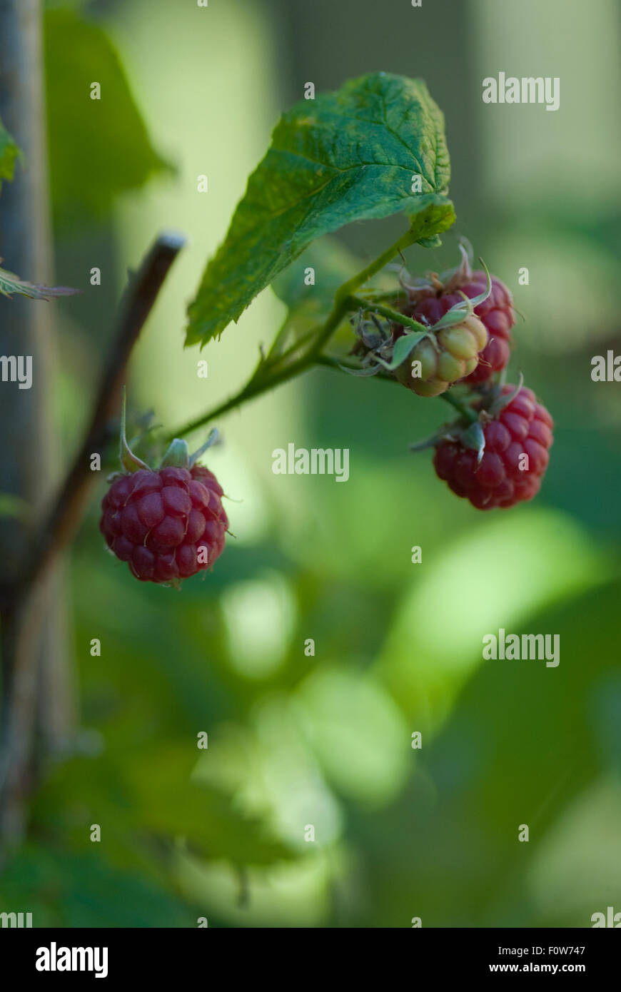 Natural image of raspberries growing on the vine Stock Photo Alamy