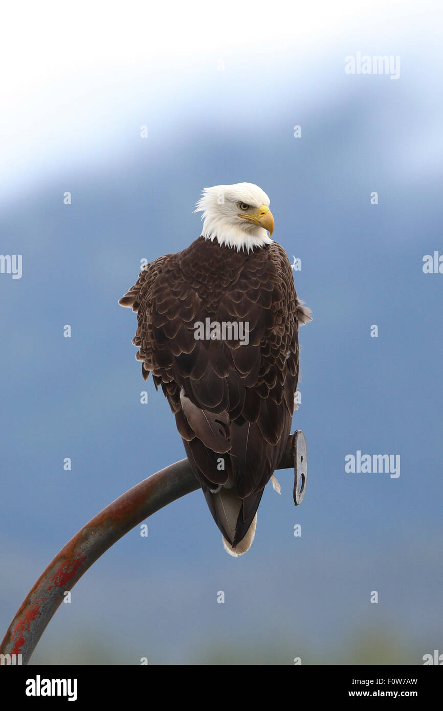 Bald Eagle in Ketchikan, SE Alaska Stock Photo Alamy