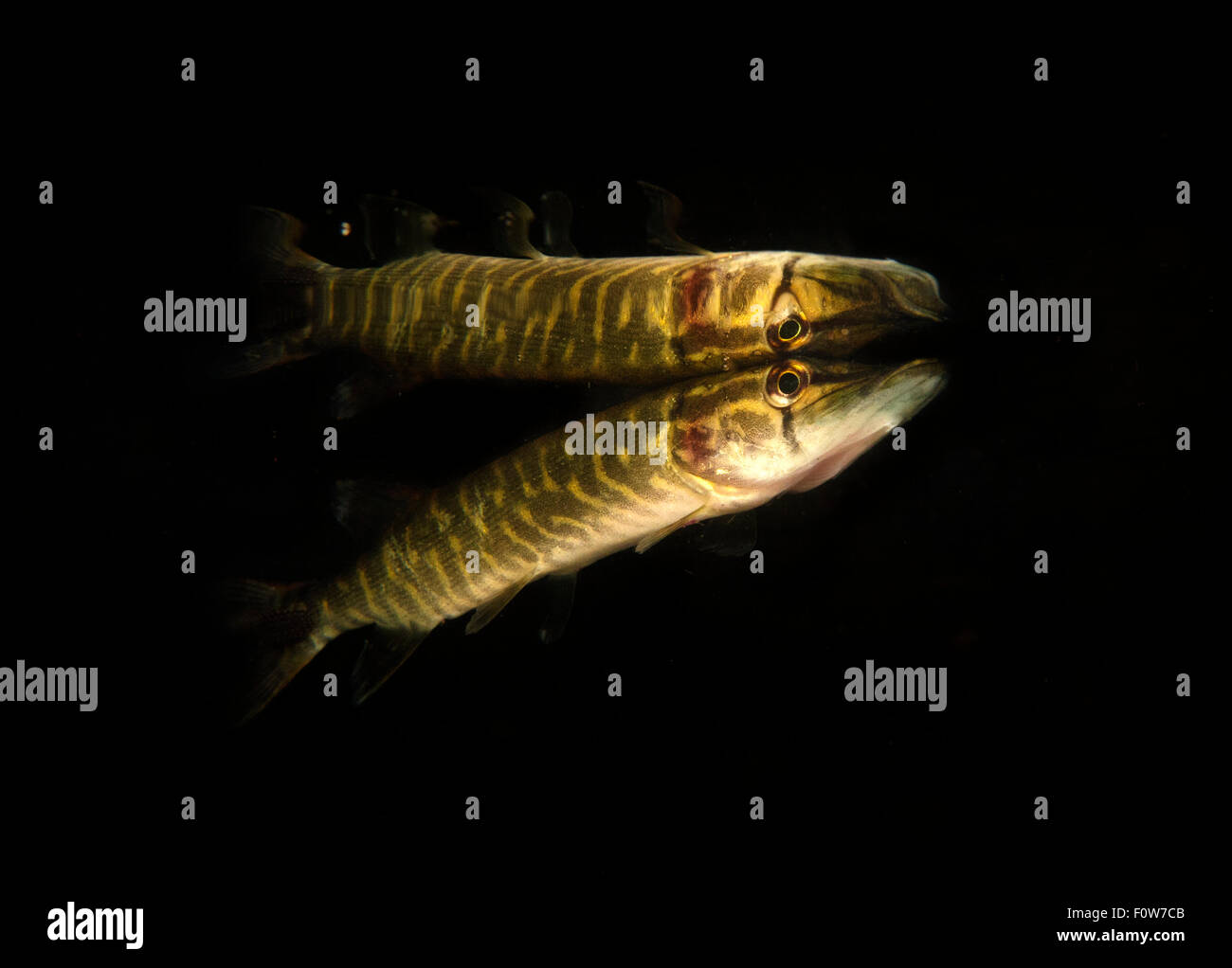 Northern pike (Esox lucius) resting at the surface at night, Danube Delta, Romania, June. Stock Photo