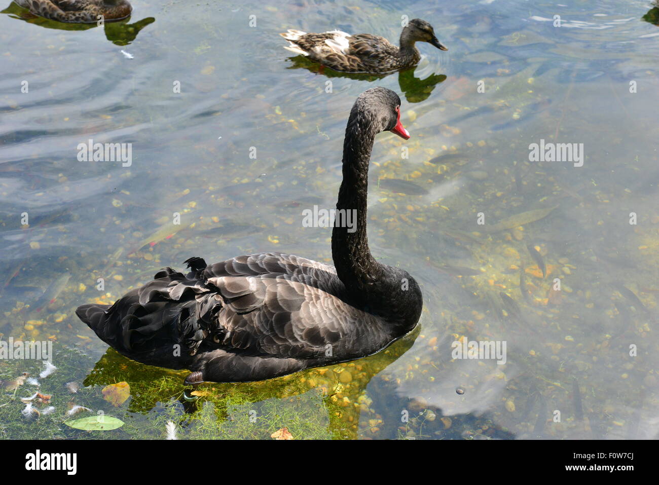 A black Australian swan on a lake in Surrey Stock Photo