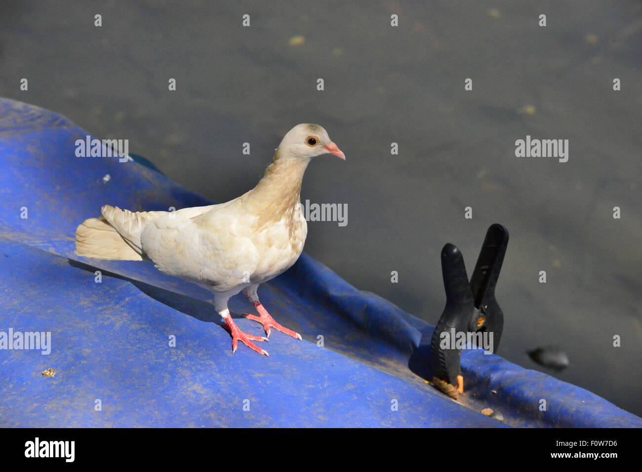 A white Dove on a roof in England Stock Photo