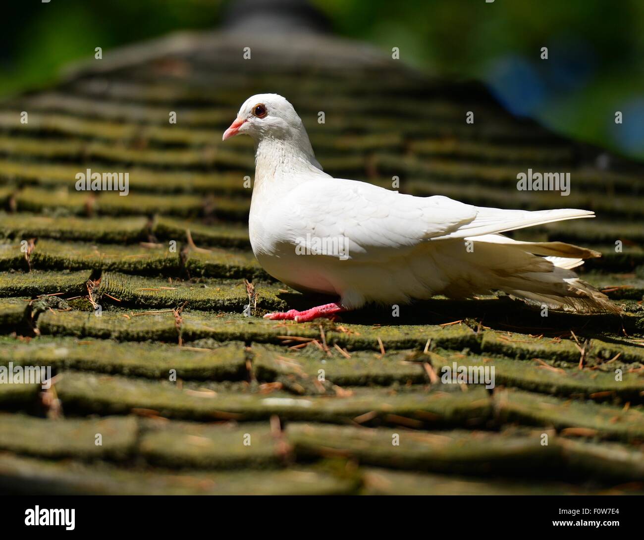 A white Dove on a roof in England Stock Photo