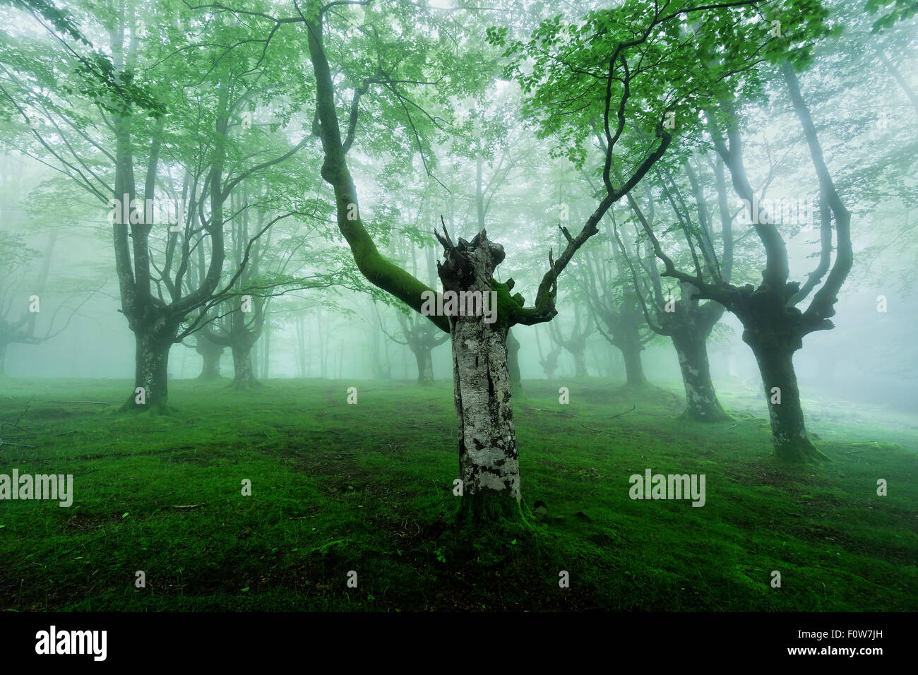 Beautiful foggy green forest hi-res stock photography and images - Alamy