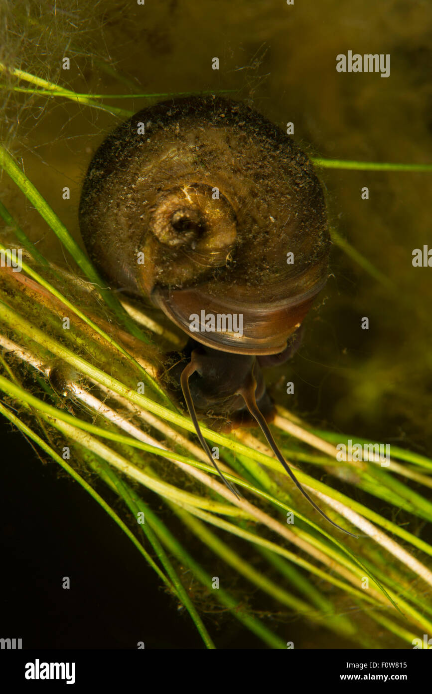 Great ram's horn snail (Planorbarius corneus) Danube Delta, Romania, June. Stock Photo