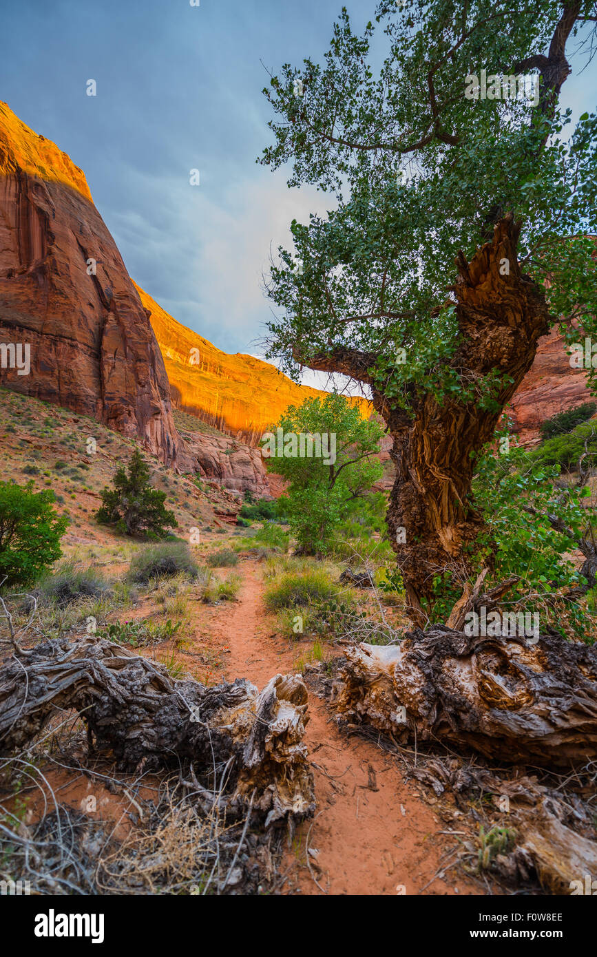 Desert varnish on canyon wall, Coyote Gulch, a tributary of the Escalante River in Southern Utah Stock Photo