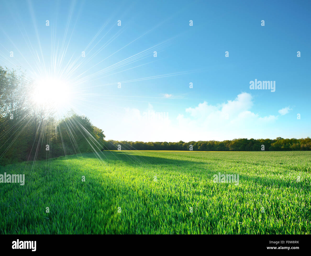 Fresh field of green grass growing slowly under the rising sun Stock Photo