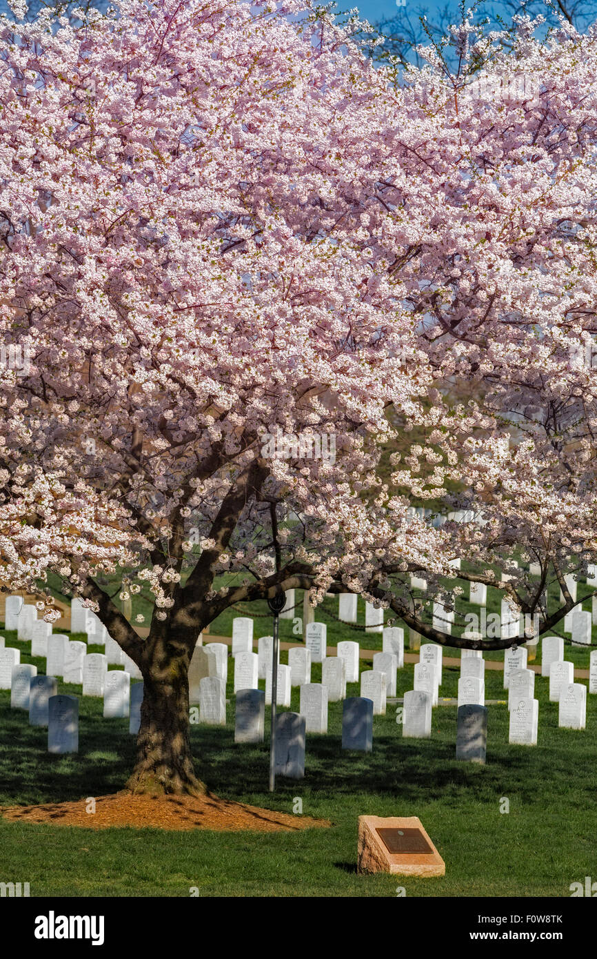 Cherry Blossom at their peak grace the head stones of our brave soldiers at Arlington National Cemetery in Virginia. Stock Photo