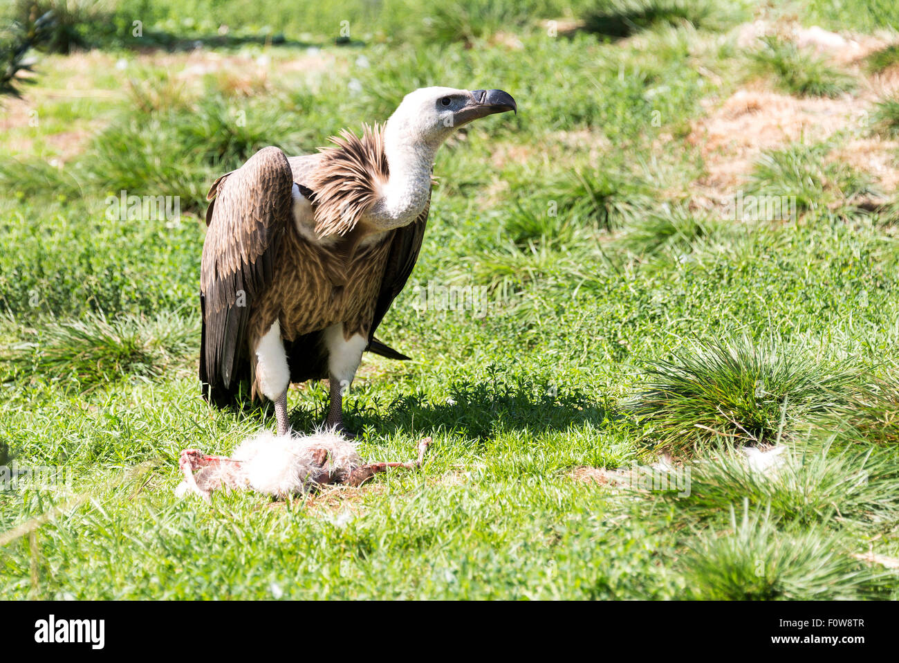 vulture standing on green field eating dead chicken Stock Photo Alamy