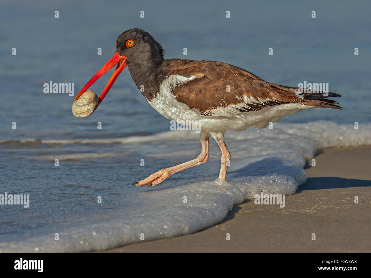 American Oystercatcher catches a clam early in the morning by the beach. Stock Photo