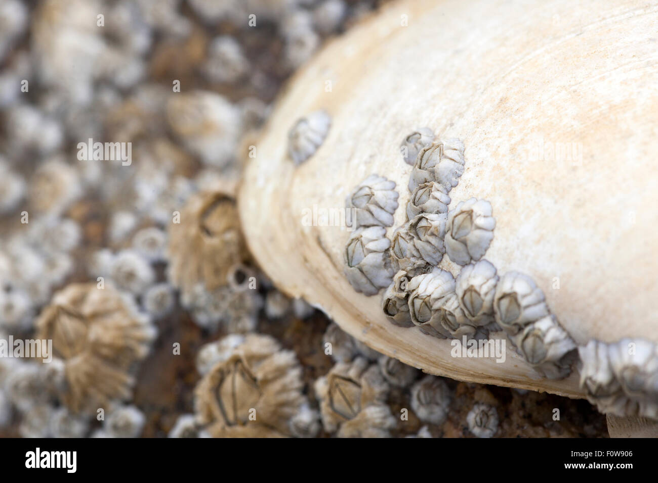Barnacles beach hires stock photography and images Alamy