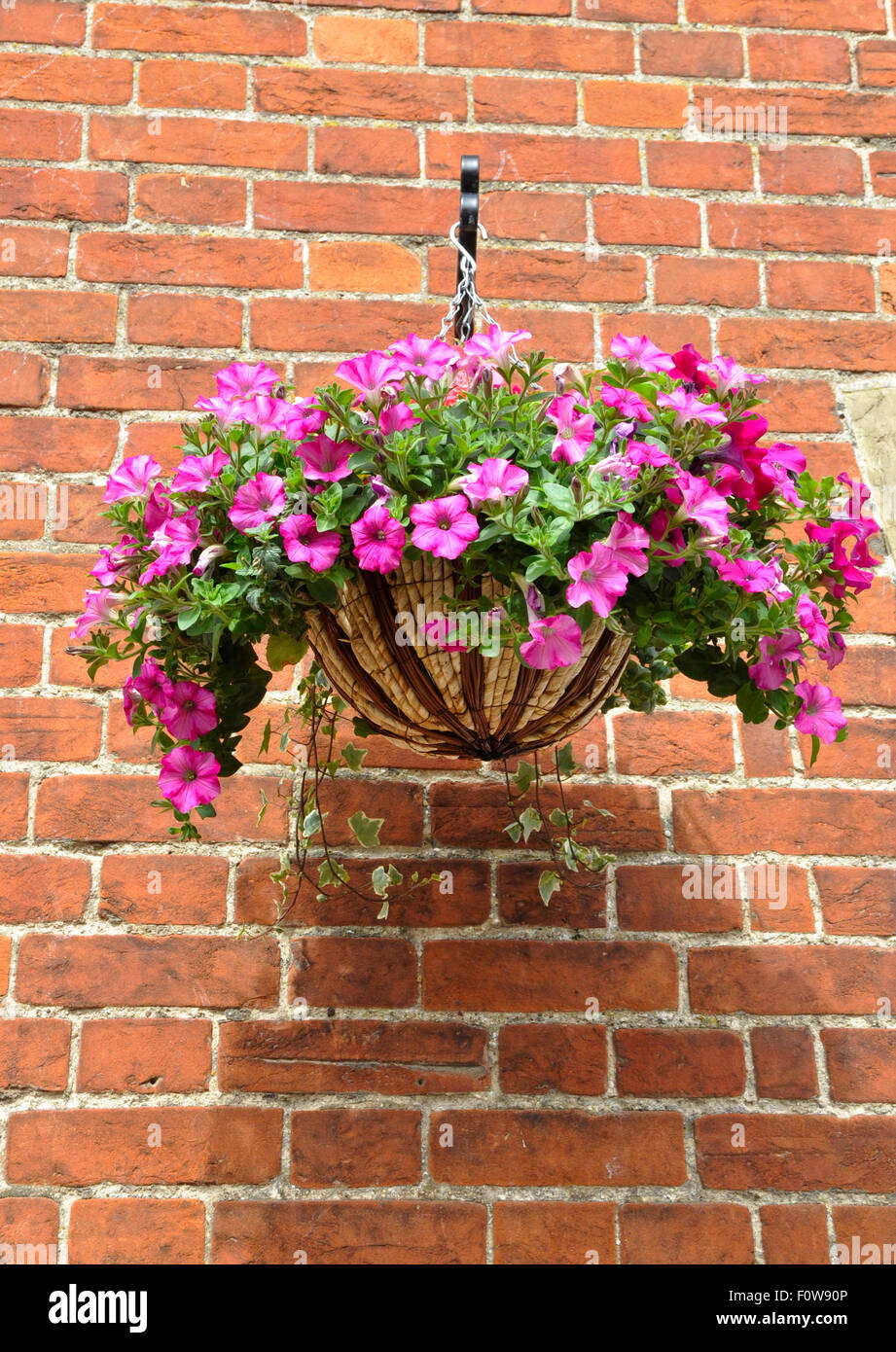 petunias in hanging basket Stock Photo