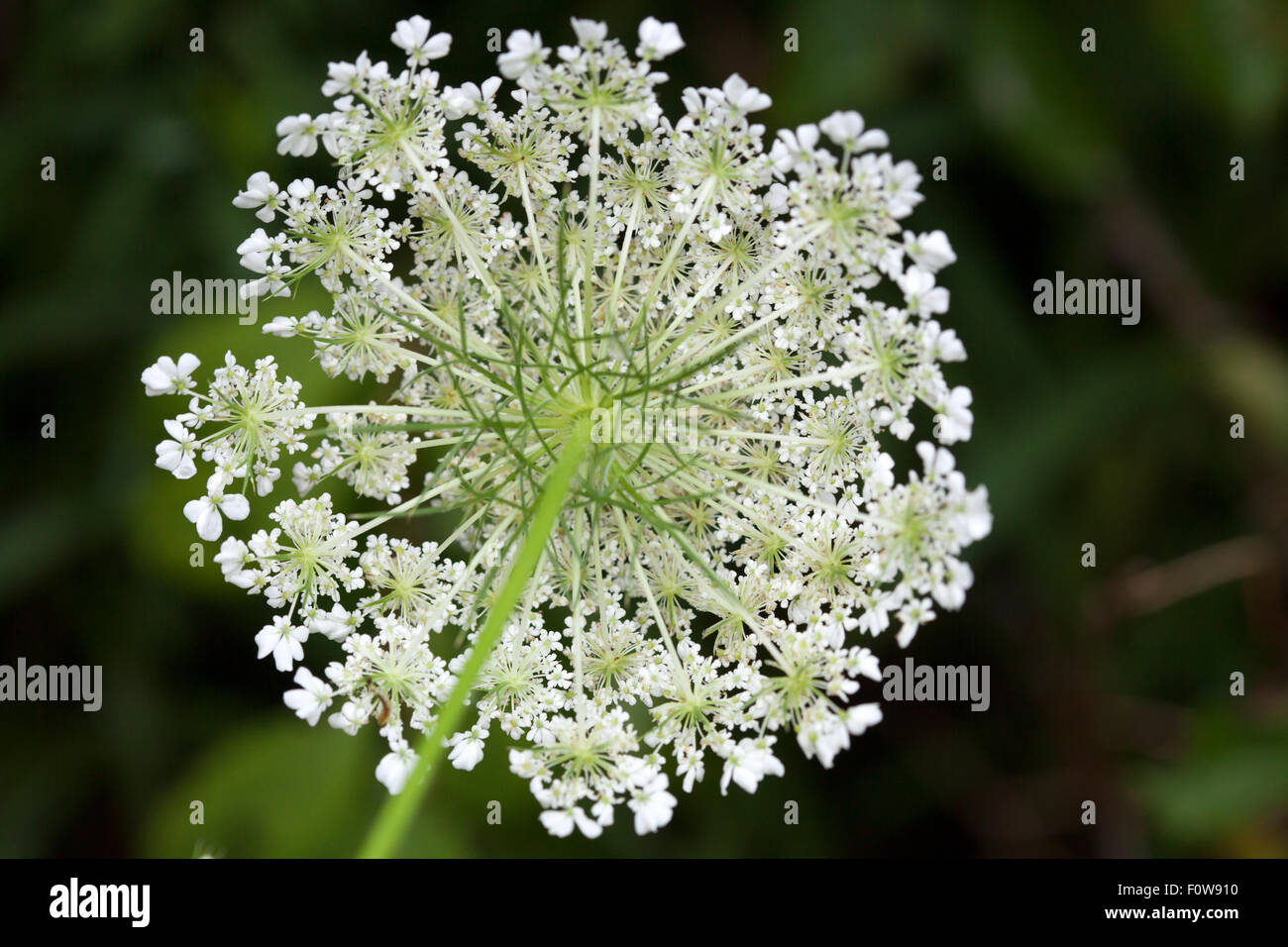 queen anne's lace from underneath Stock Photo