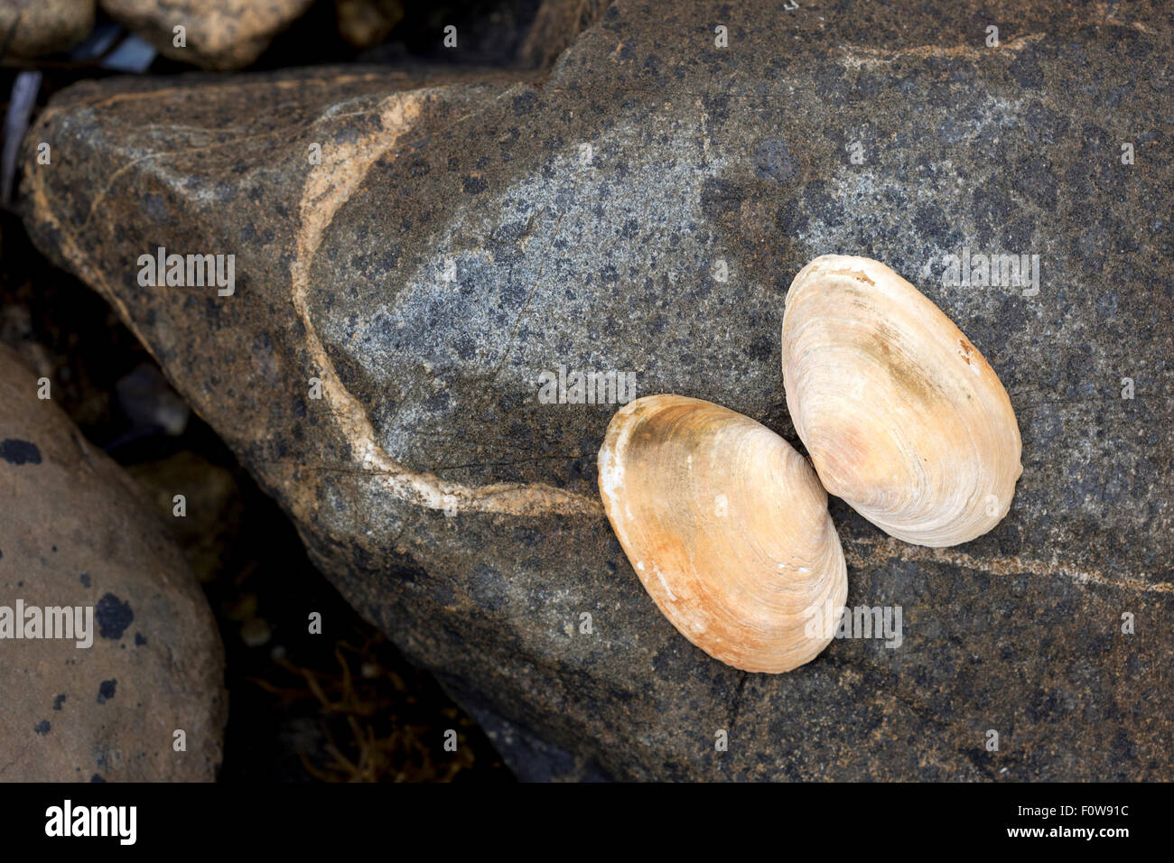 clam shell and rock still life Stock Photo