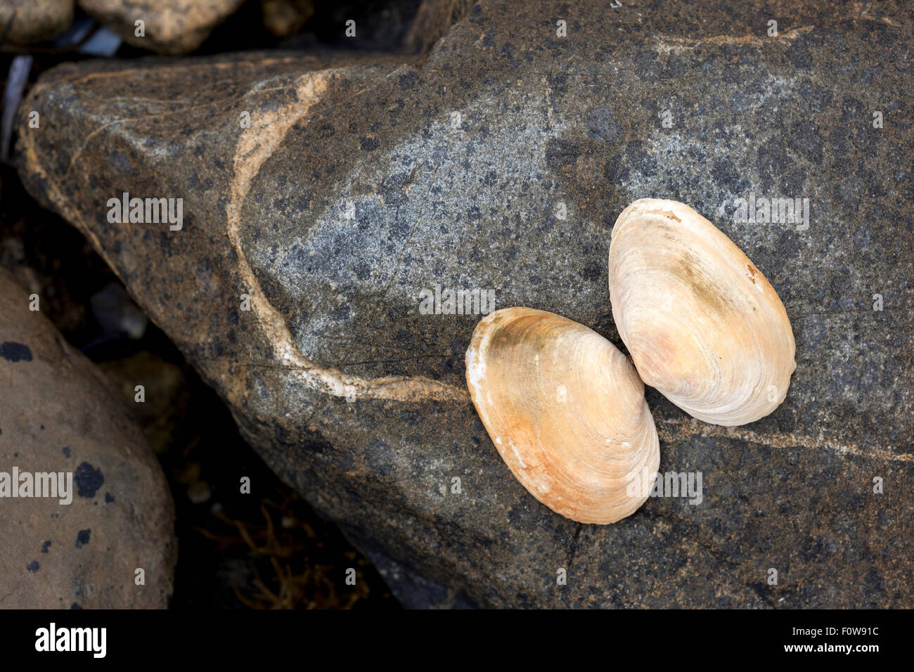 Open Clam Hi Res Stock Photography And Images Alamy Clam Shell And Rock Still Life F0W91C